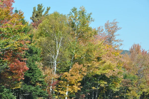 Follaje de otoño en el Bosque Nacional White Mountain en New Hampshire — Foto de Stock