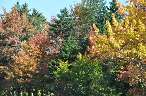 Feuillage d'automne à la forêt nationale de White Mountain dans le New Hampshire — Photo