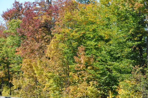 Follaje de otoño en el Bosque Nacional White Mountain en New Hampshire — Foto de Stock