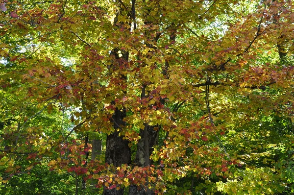 紅葉のニューハンプシャーの白い山国有林 — ストック写真