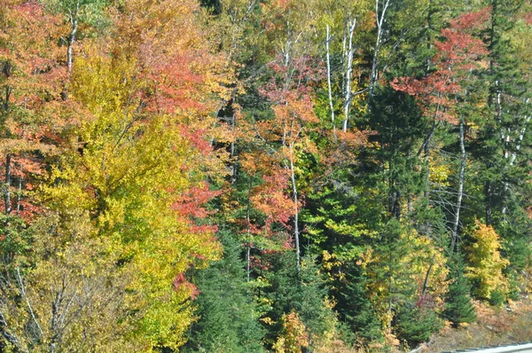 Feuillage d'automne à la forêt nationale de White Mountain dans le New Hampshire — Photo