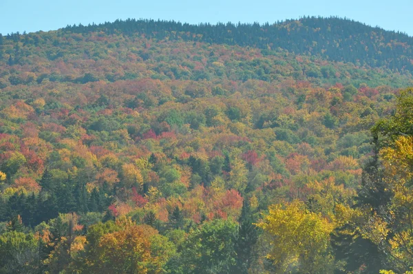 Follaje de otoño en el Bosque Nacional White Mountain en New Hampshire — Foto de Stock