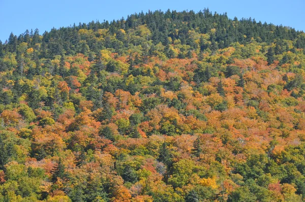 Listoví pádu na Bílé hoře národního lesa v new hampshire — Stock fotografie