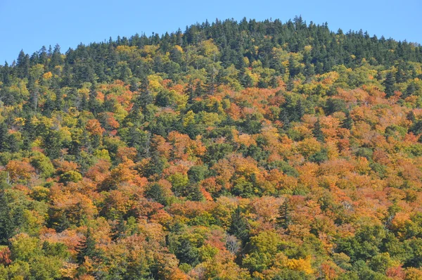 Listoví pádu na Bílé hoře národního lesa v new hampshire — Stock fotografie
