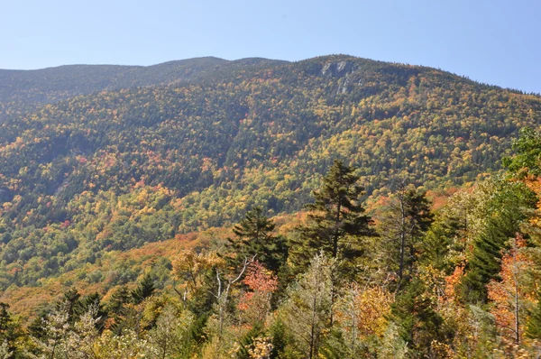 Listoví pádu na Bílé hoře národního lesa v new hampshire — Stock fotografie