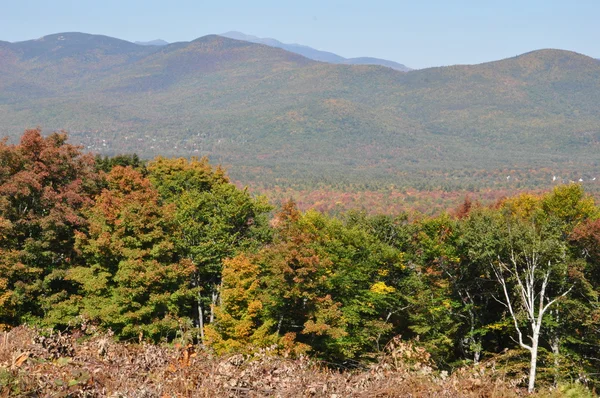 Listoví pádu na Bílé hoře národního lesa v new hampshire — Stock fotografie