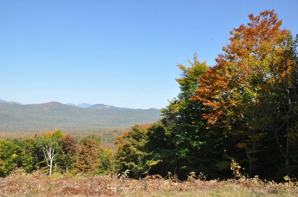 Listoví pádu na Bílé hoře národního lesa v new hampshire — Stock fotografie