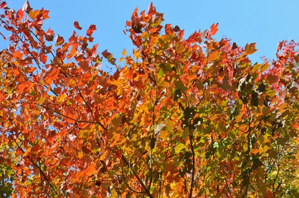 Feuillage d'automne à la forêt nationale de White Mountain dans le New Hampshire — Photo