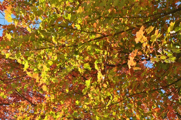 Feuillage d'automne à la forêt nationale de White Mountain dans le New Hampshire — Photo