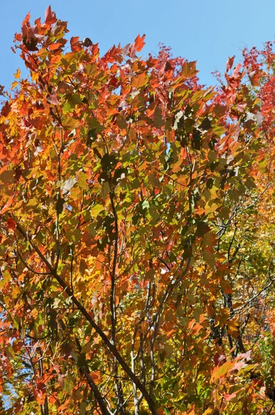 Feuillage d'automne à la forêt nationale de White Mountain dans le New Hampshire — Photo
