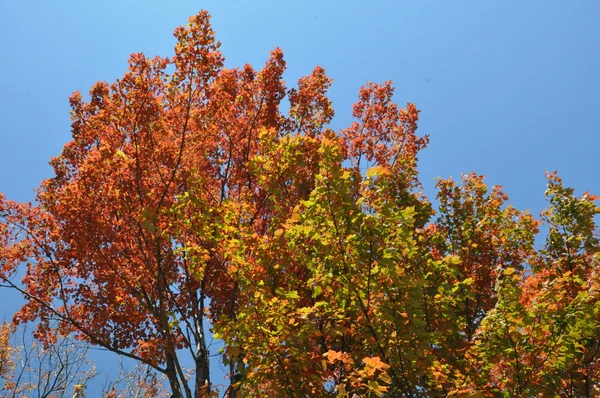 Feuillage d'automne à la forêt nationale de White Mountain dans le New Hampshire — Photo