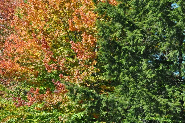 Feuillage d'automne à la forêt nationale de White Mountain dans le New Hampshire — Photo