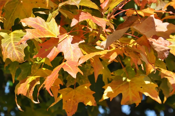 Feuillage d'automne à la forêt nationale de White Mountain dans le New Hampshire — Photo