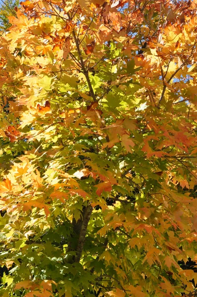 New hampshire beyaz dağ Ulusal ormanında, sonbahar yaprakları — Stok fotoğraf