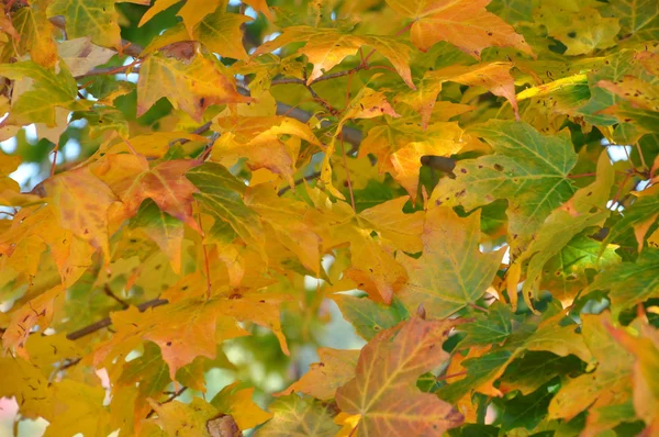 Feuillage d'automne à la forêt nationale de White Mountain dans le New Hampshire — Photo