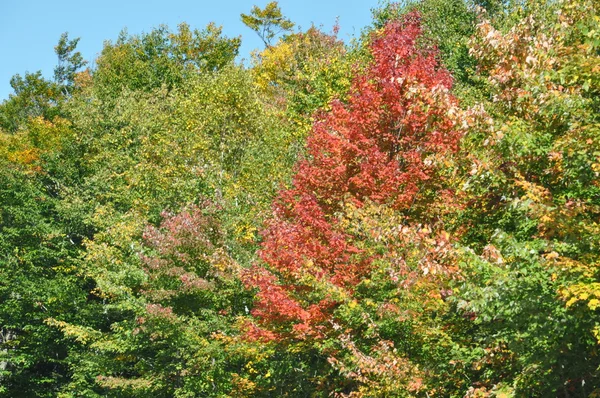 Feuillage d'automne à la forêt nationale de White Mountain dans le New Hampshire — Photo