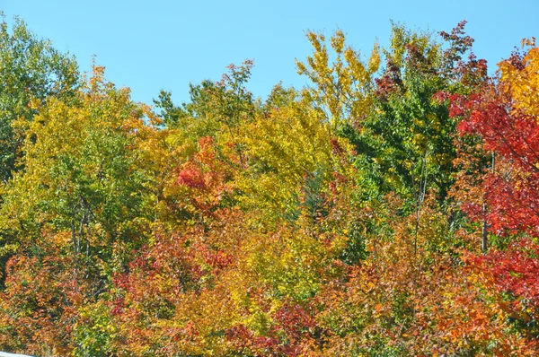 Feuillage d'automne à la forêt nationale de White Mountain dans le New Hampshire — Photo