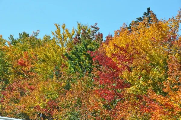 Feuillage d'automne à la forêt nationale de White Mountain dans le New Hampshire — Photo