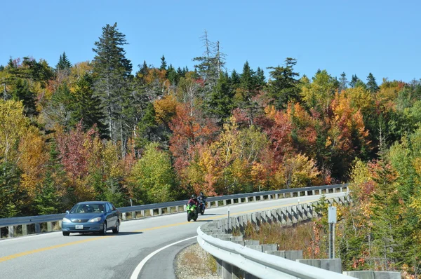 Listoví pádu na Bílé hoře národního lesa v new hampshire — Stock fotografie