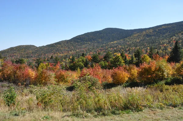 Listoví pádu na Bílé hoře národního lesa v new hampshire — Stock fotografie