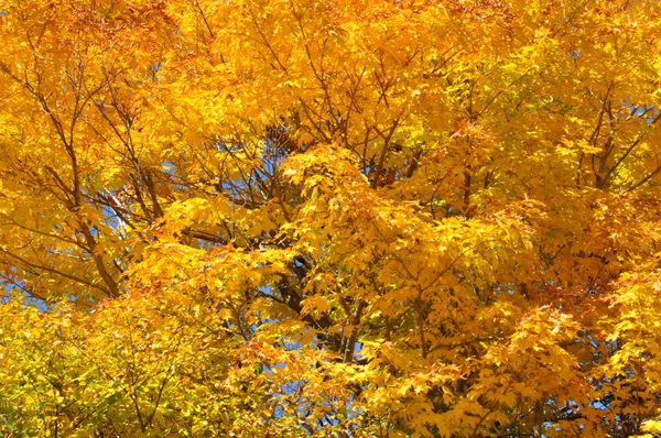 Осенняя листва в национальном лесу Уайт-Маунтин в Нью-Гемпшире — стоковое фото