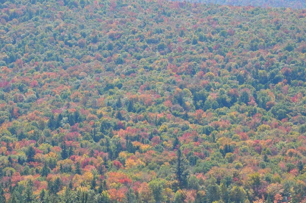 New hampshire beyaz dağ Ulusal ormanında, sonbahar yaprakları — Stok fotoğraf