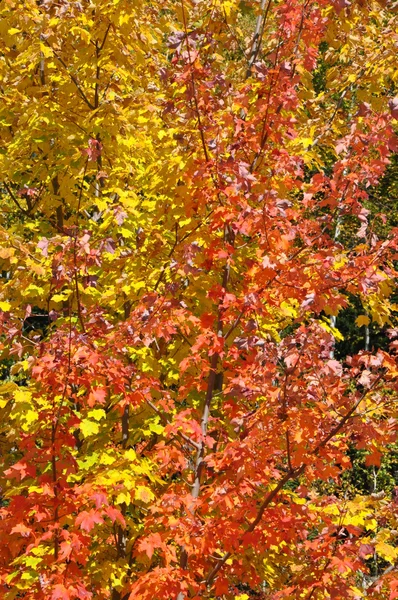 Feuillage d'automne à la forêt nationale de White Mountain dans le New Hampshire — Photo