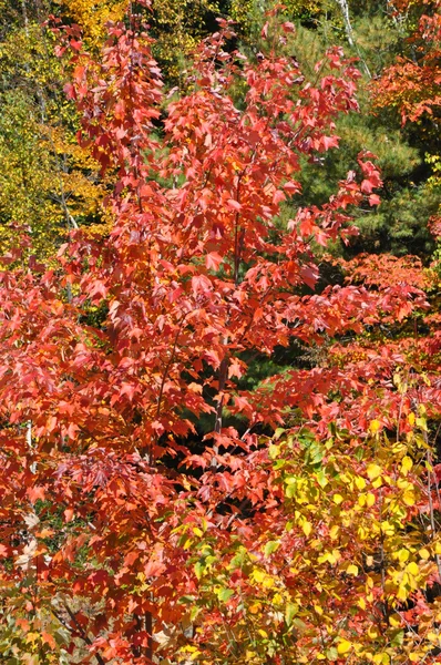 紅葉のニューハンプシャーの白い山国有林 — ストック写真