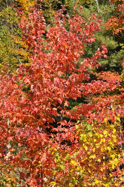 Fall gebladerte op de witte berg national forest in new hampshire — Stockfoto