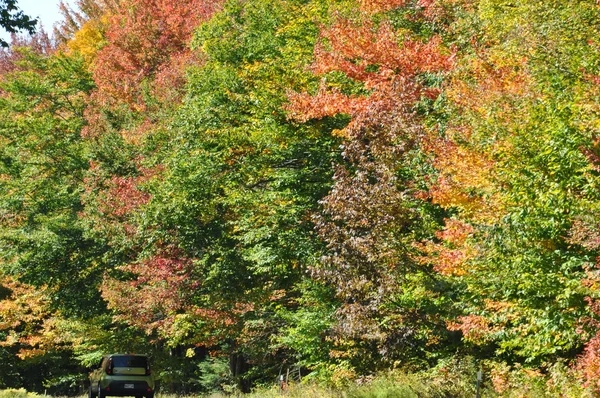 Feuillage d'automne à la forêt nationale de White Mountain dans le New Hampshire — Photo