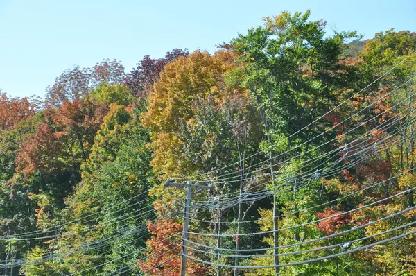 Follaje de otoño en el Bosque Nacional White Mountain en New Hampshire — Foto de Stock