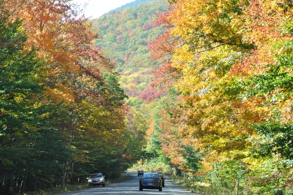 Fall gebladerte op de witte berg national forest in new hampshire — Stockfoto