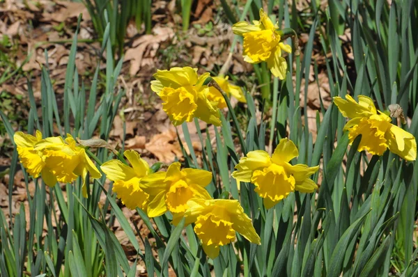 Jonquilles — Photo