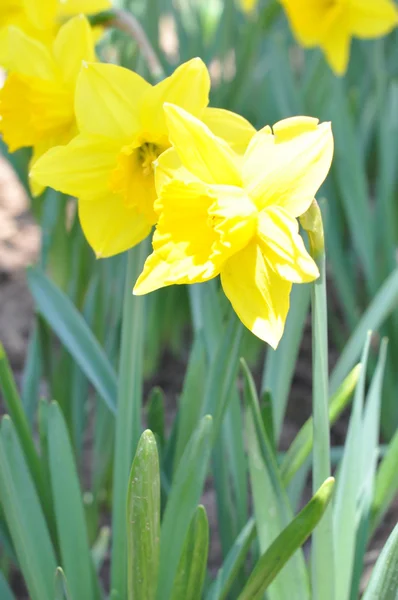 Daffodilos — Fotografia de Stock