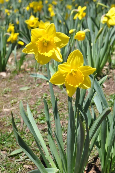 Jonquilles — Photo