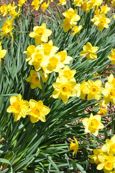 Jonquilles — Photo