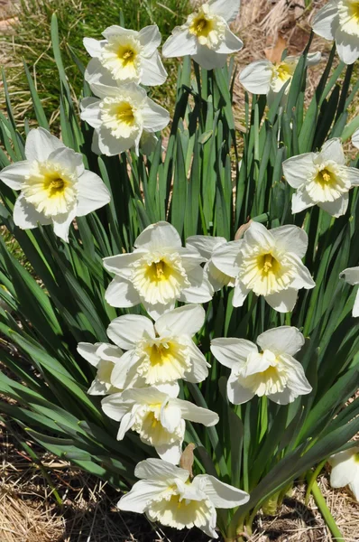 Narcissen — Stockfoto