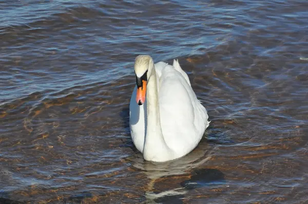 Cisne —  Fotos de Stock