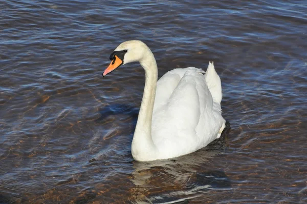 Swan — Stock Photo, Image