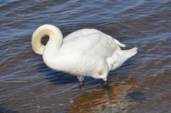 白鳥 — ストック写真