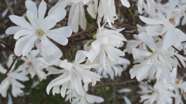 Güzel kızılcık çiçekler