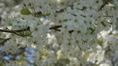 güzel kiraz çiçekleri