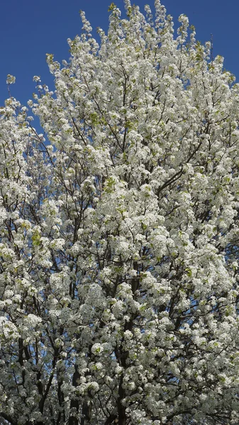 美しい桜の花 — ストック写真
