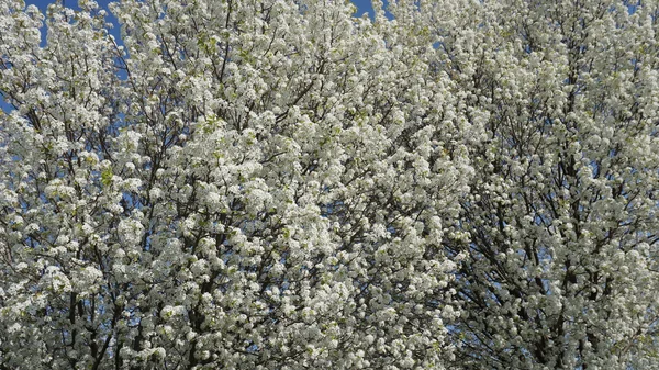 Hermosas flores de cerezo — Foto de Stock