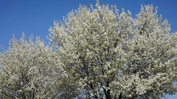 Beautiful Cherry Blossoms — Stock Photo, Image