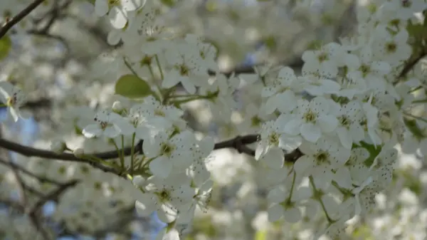 Hermosas flores de cerezo —  Fotos de Stock