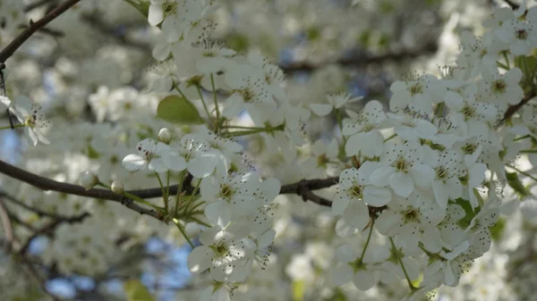 Bei fiori di ciliegio — Foto Stock