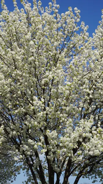 Krásné Třešňové květy — Stock fotografie