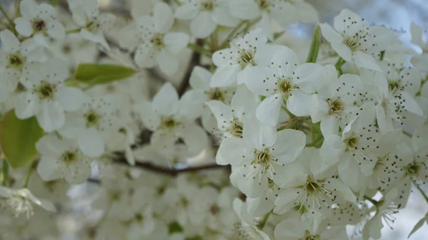 Krásné Třešňové květy — Stock fotografie