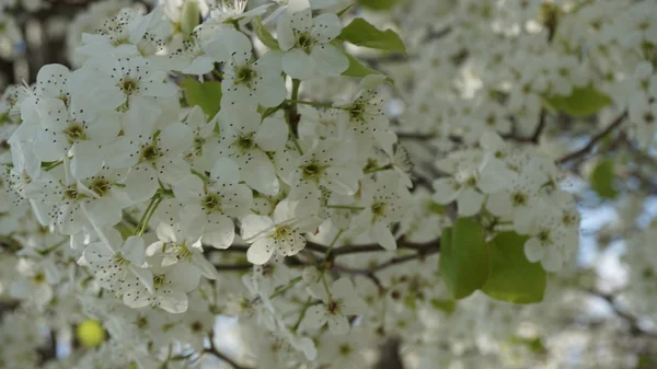 Krásné Třešňové květy — Stock fotografie